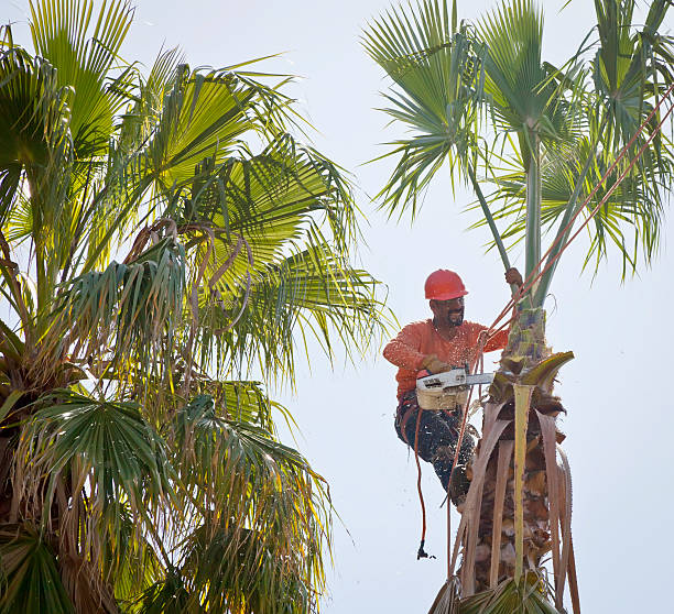 Best Affordable Tree Service  in Hailey, ID